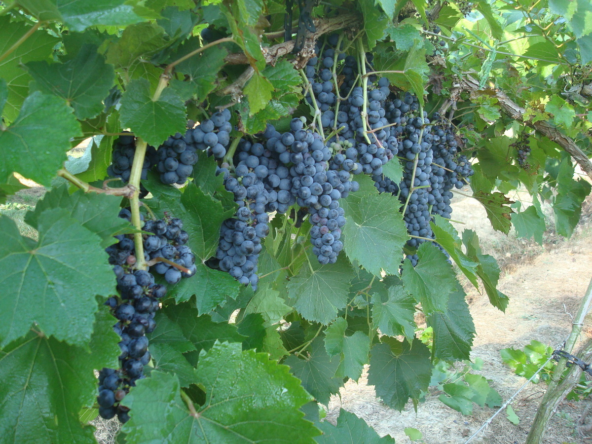 Our grapes